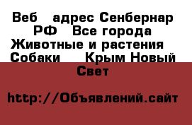 Веб – адрес Сенбернар.РФ - Все города Животные и растения » Собаки   . Крым,Новый Свет